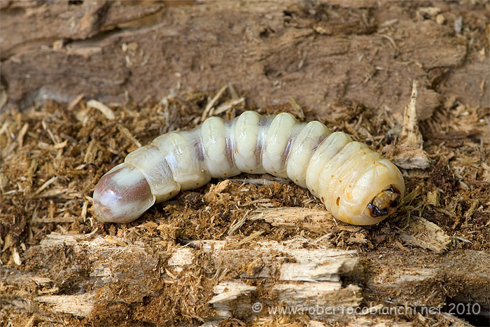 cerambice e larva da identificare